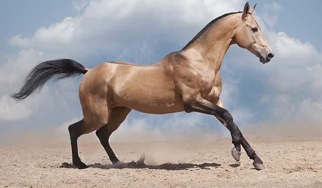 akhal teke