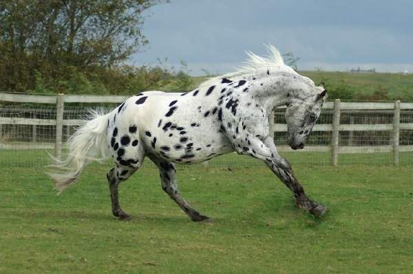 appaloosa horse