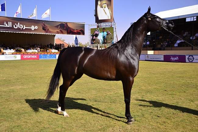 arabian horse