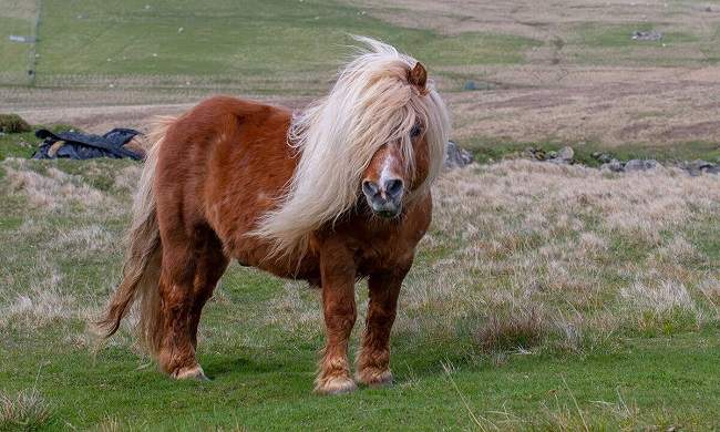 shetland pony