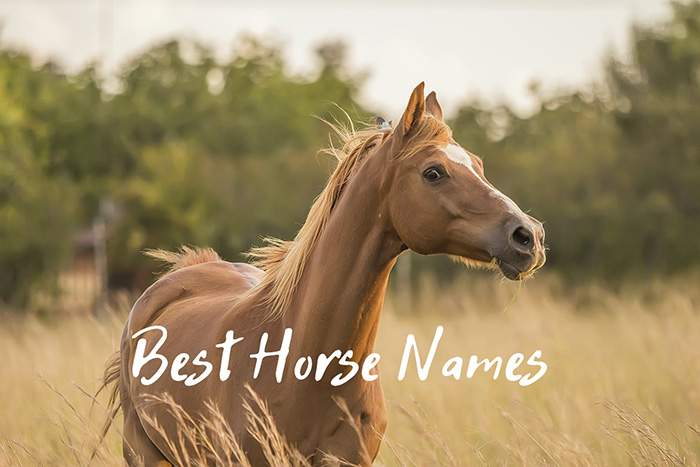 best horse names