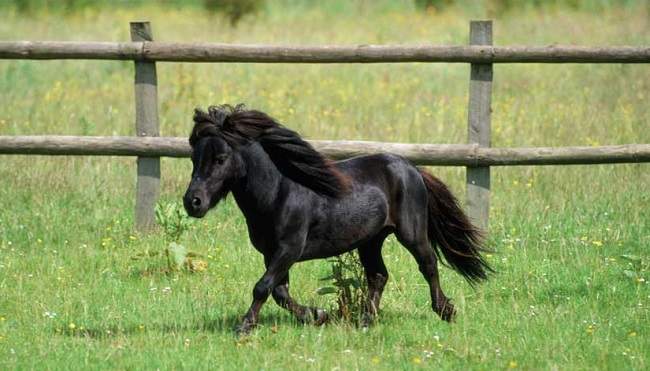 black beauty small horse