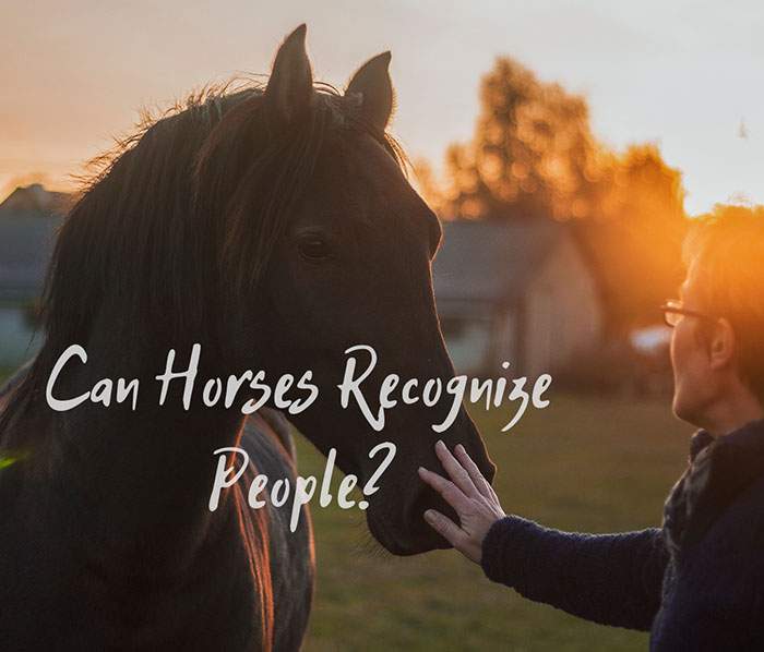 Can Horses Recognize People as Their Keepers?