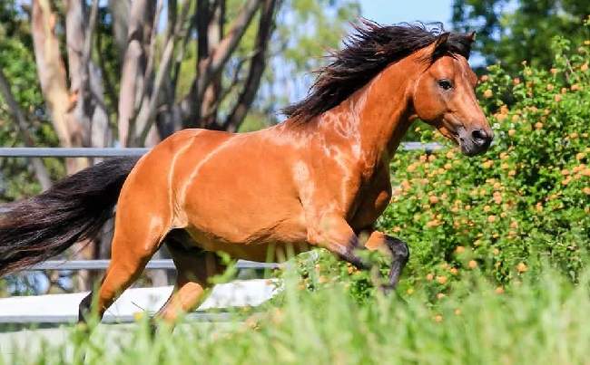 caspian horse