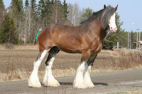 clydesdale largest horse breeds