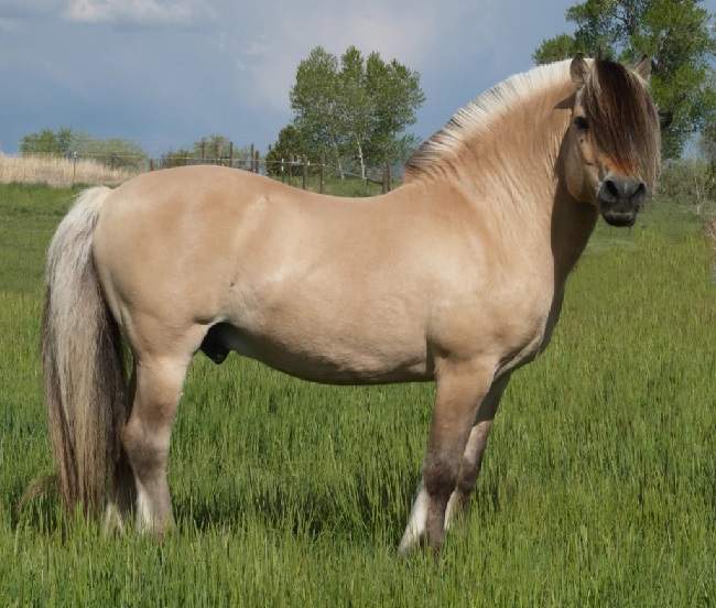 fjord horse