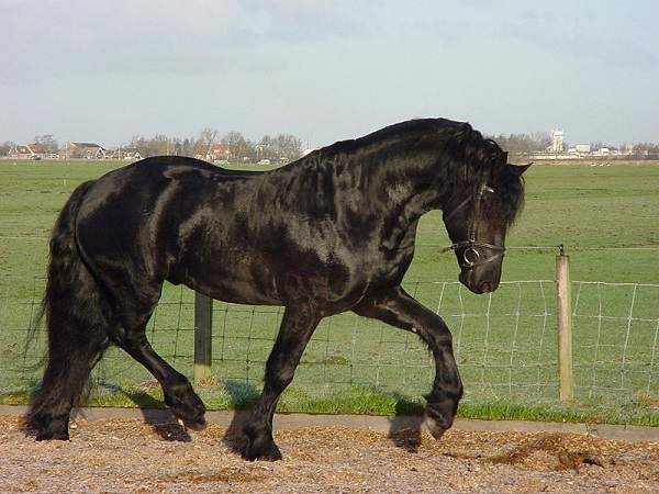 friesian horse