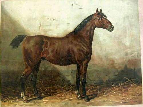 Holsteiner horse