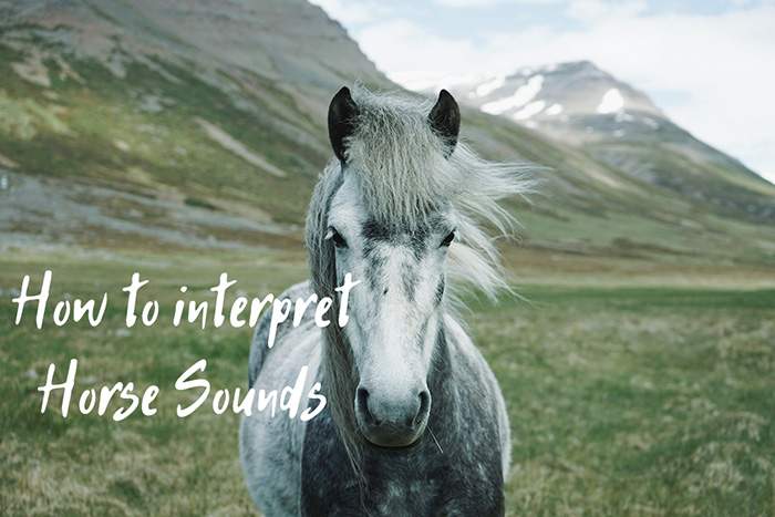 How to Interpret Horse Sounds and Identify Their Meaning