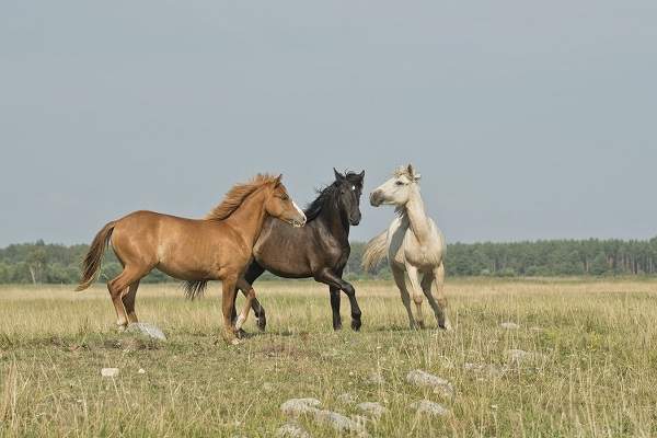 horse herd