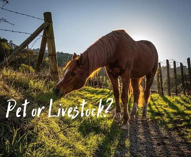 Are Horses Considered Pets or Livestock in the United States?