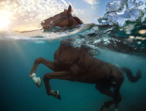 horse swimming
