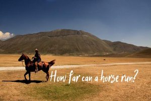 How Much Weight Can Horses Pull?