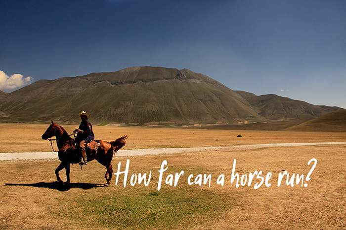 How Far Can a Horse Run on Average?