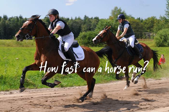 how fast can a horse run