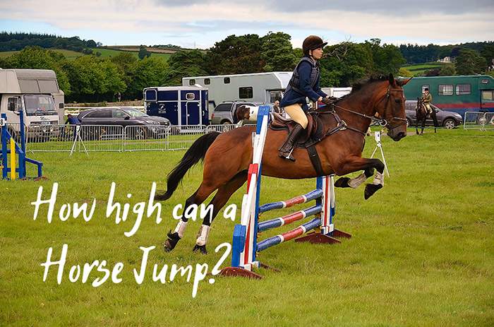 How High Can a Horse Jump?