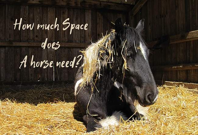 how much space does a horse need