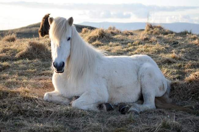 icelandic horse