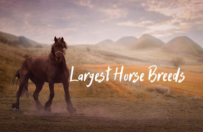 largest horse breeds