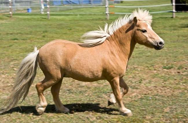 miniature horse