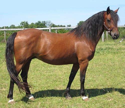 morgan horse