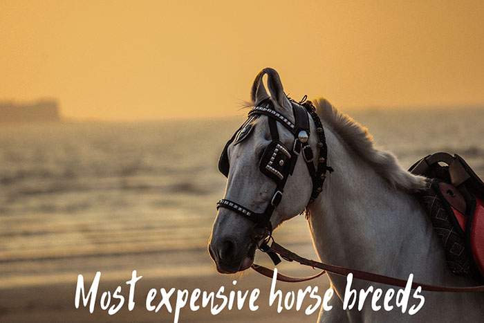 expensive horse breeds