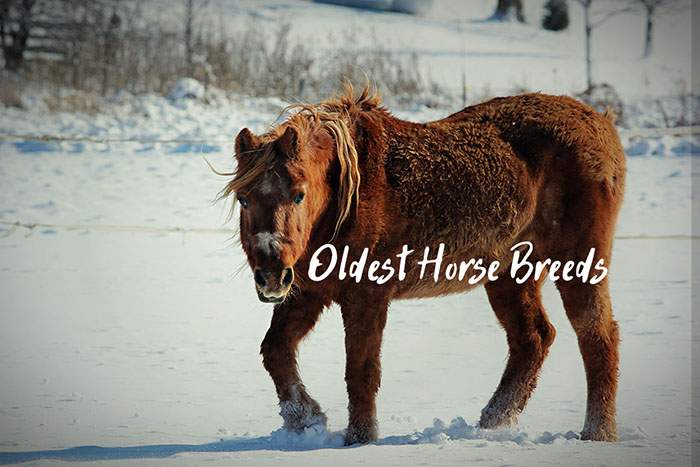 What Are the Oldest Horse Breeds in the World?