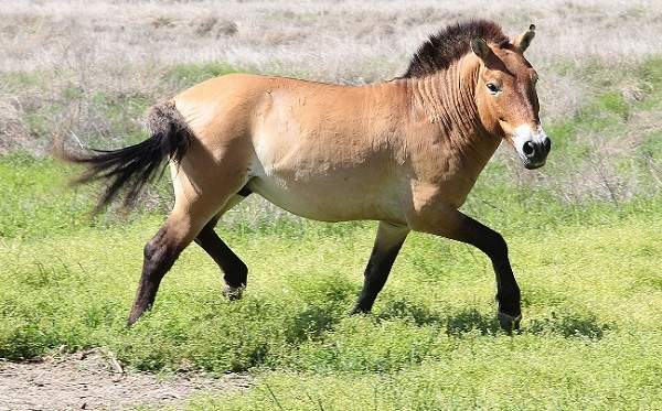 Przewalski's Horse