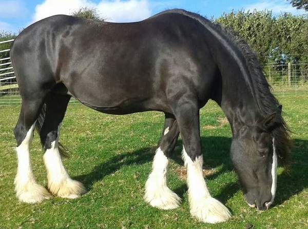 shire horse