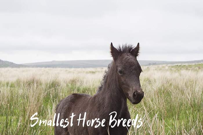 World’s Smallest Horses and Smallest Horse Breeds