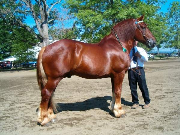 suffolk punch