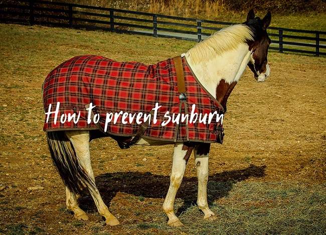 Horses and Sunburn – Everything You Need to Know