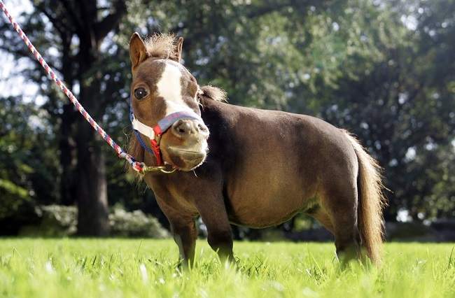 thumbelina horse