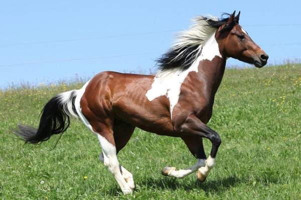 paint horse