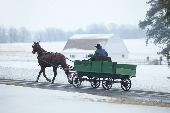 horse pulling a carriage