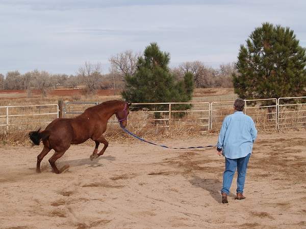 lunging for horse fitness