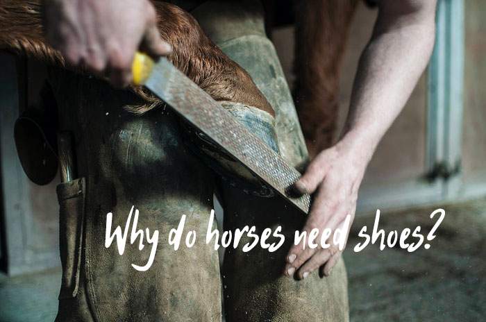 why do horses need shoes