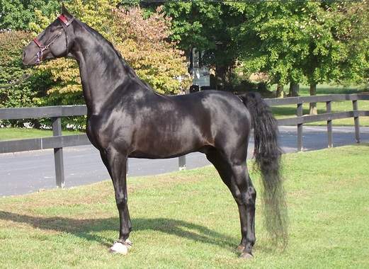 american saddlebred