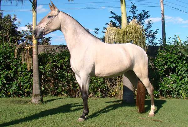 campolina horse
