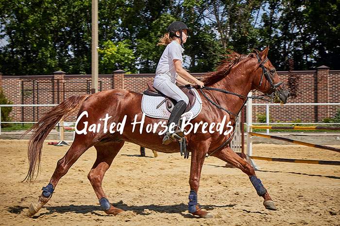 gaited horse breeds