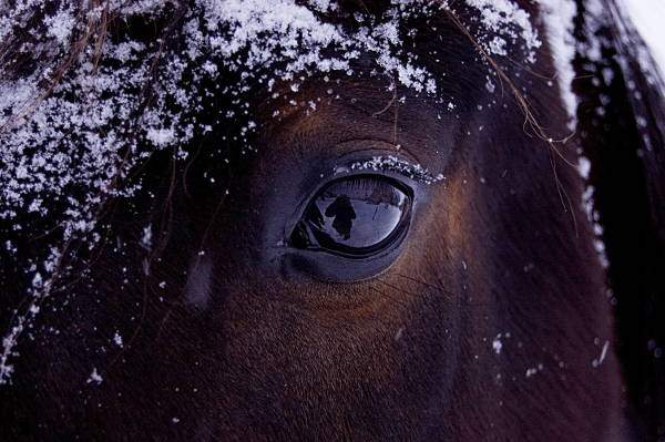 horse vision