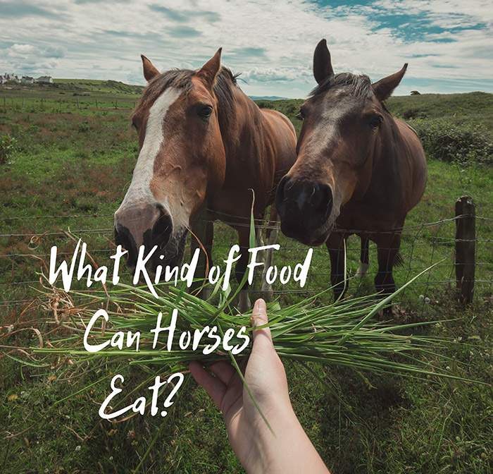 What Kind Of Food Can Horses Eat What Food Is Bad For Them