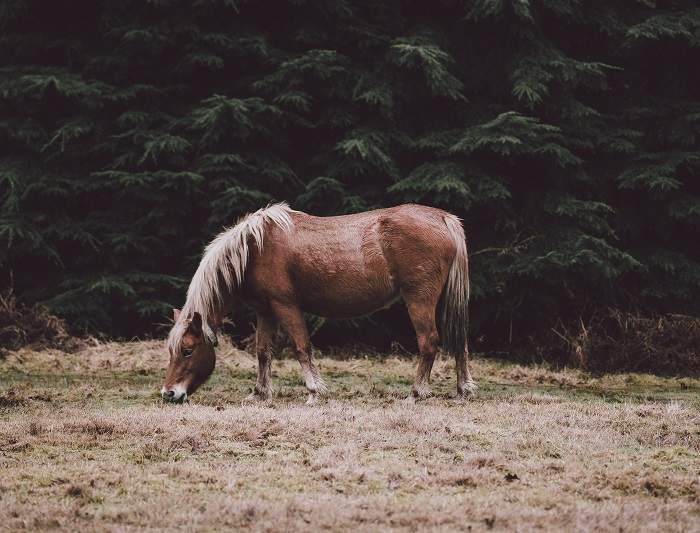 horse eating grass