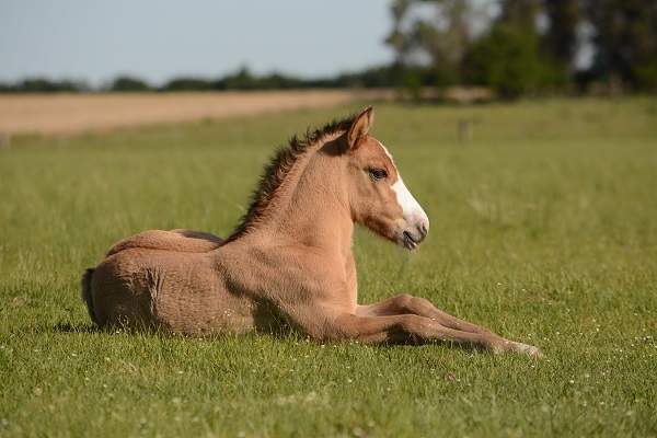 horse resting in grass