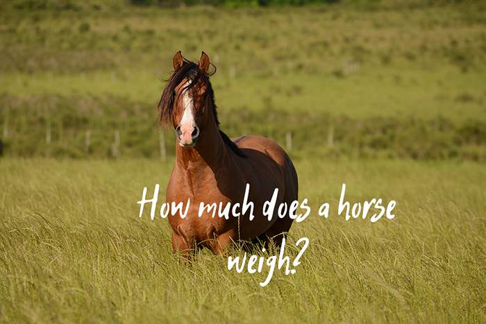 How Much Do Horses Weigh on Average?