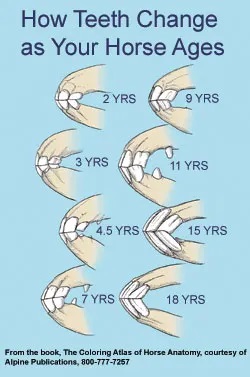 horse teeth as they age