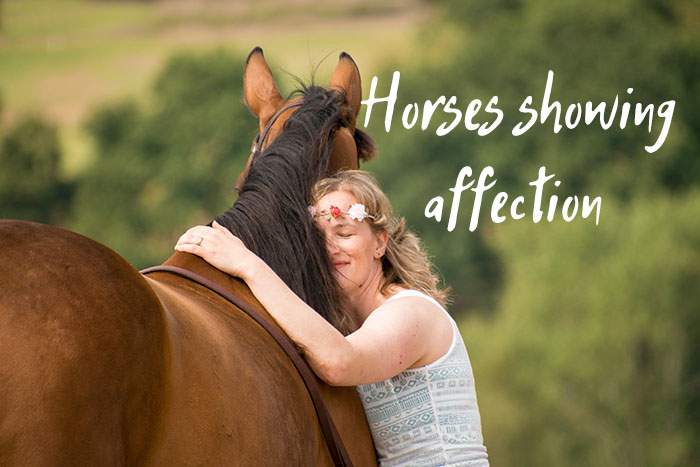 horse showing affection
