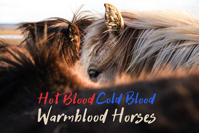 The Difference Between Hot, Cold, and Warmblood Horses