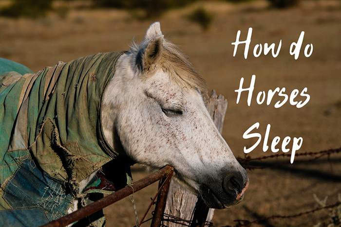 how do horses sleep