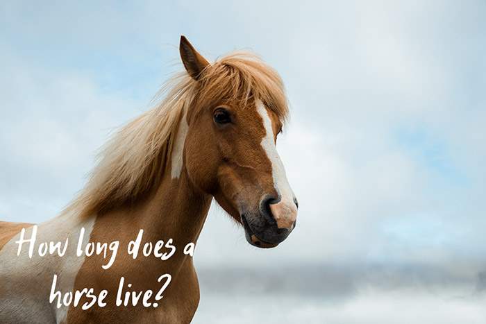 how long do horses live